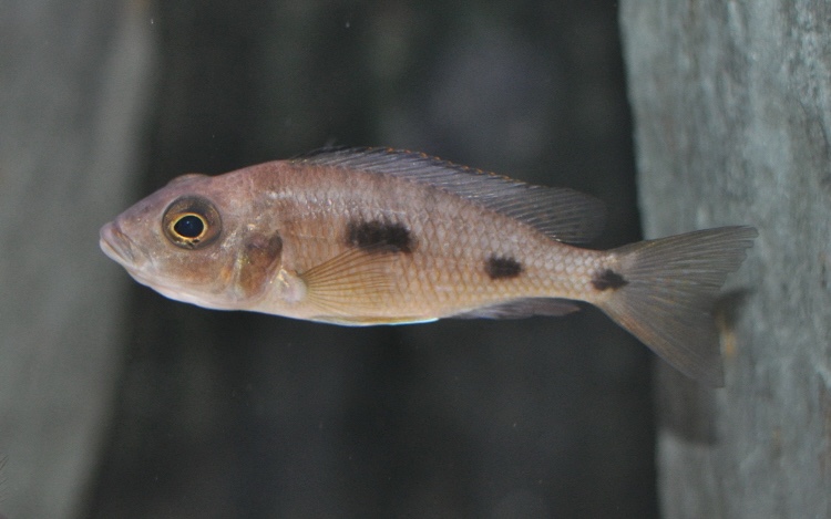 Otopharynx lithobates 'Domwe Island'